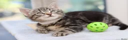Mixed Breed cats for sale: Tabby Kittens Ready SOON - Advert 21