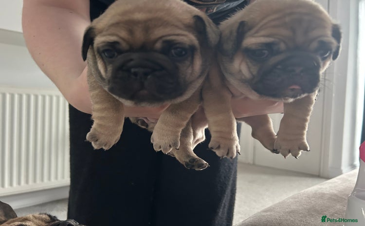 French Bulldog dogs - Advert 7