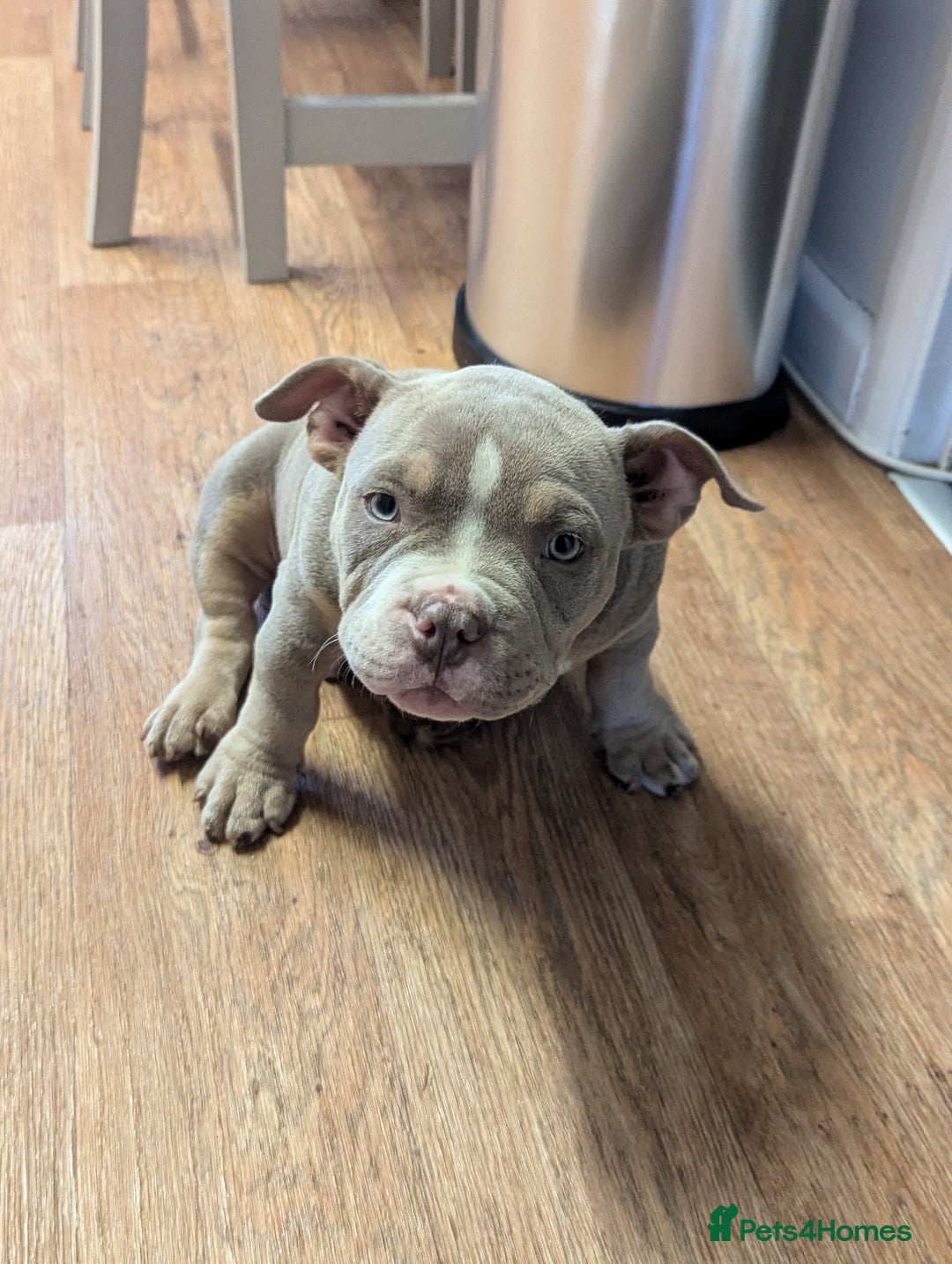 American Bully dogs for sale: Absolutely stunning pocket bully male  - Image 7