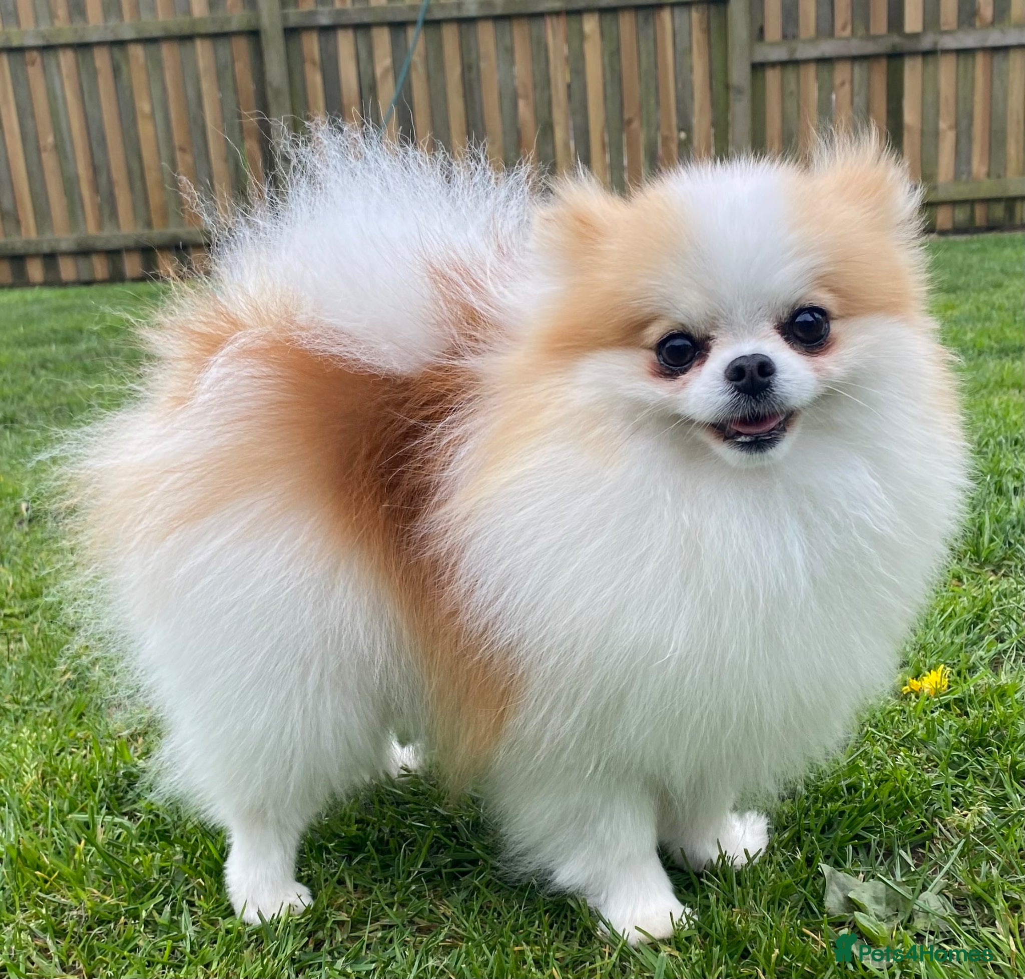 Pomeranian dogs KC Registered Female Pomeranian  - Advert 14