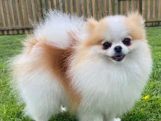 Pomeranian dogs KC Registered Female Pomeranian - Advert 14