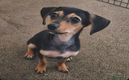 Chiweenie dogs for sale: 7 months old, chiweenie puppy - Image 5