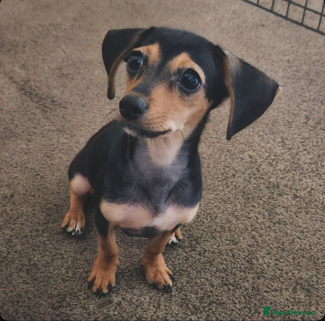Chiweenie dogs for sale: 7 months old, chiweenie puppy - Image 5