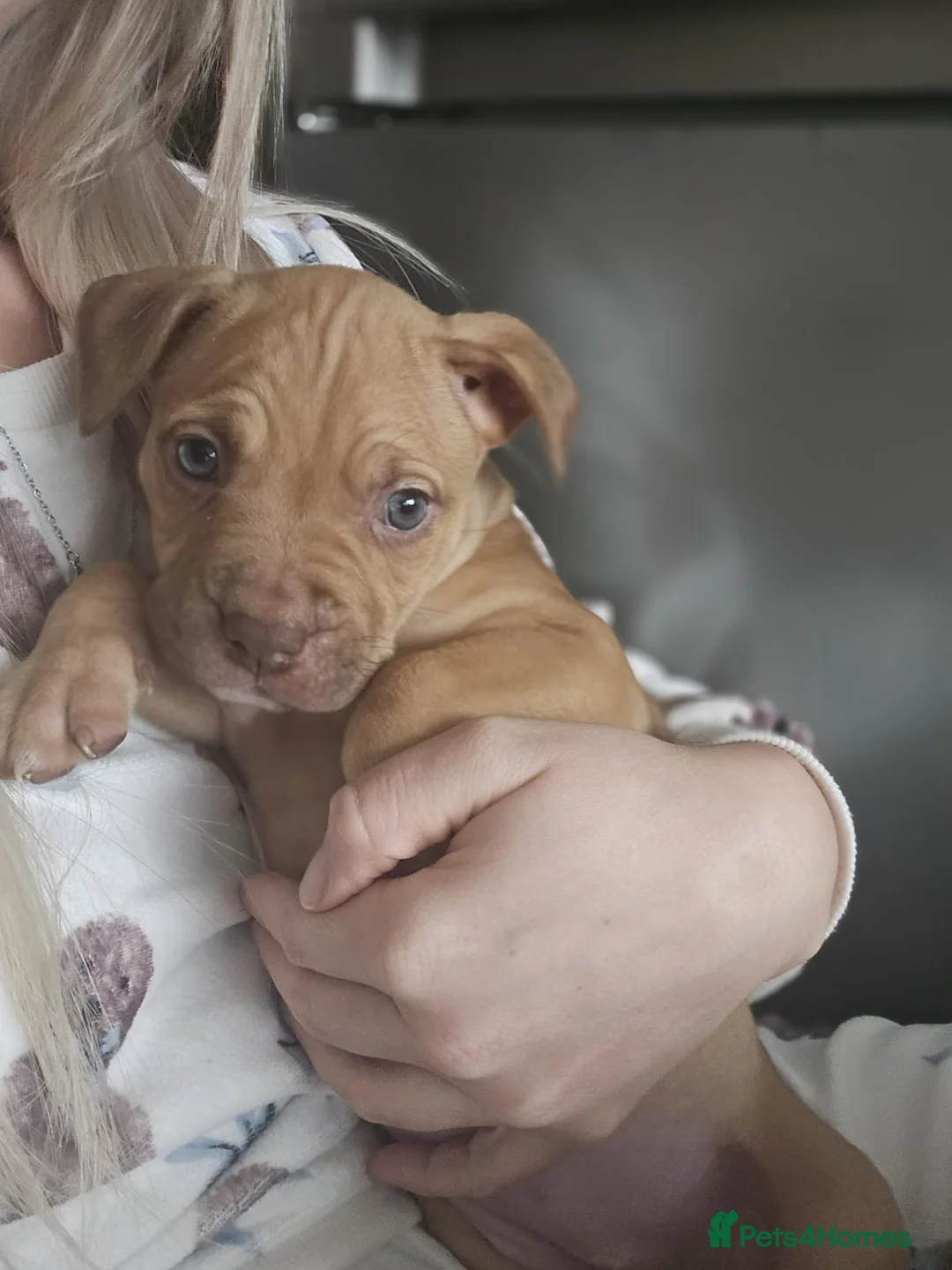 Mixed Breed dogs for sale: Cane Corso mixed  - Advert 4