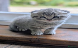 Scottish Fold cats for sale: TICA Reg. Pedigree Scottish Fold/Straight kittens  - Image 8