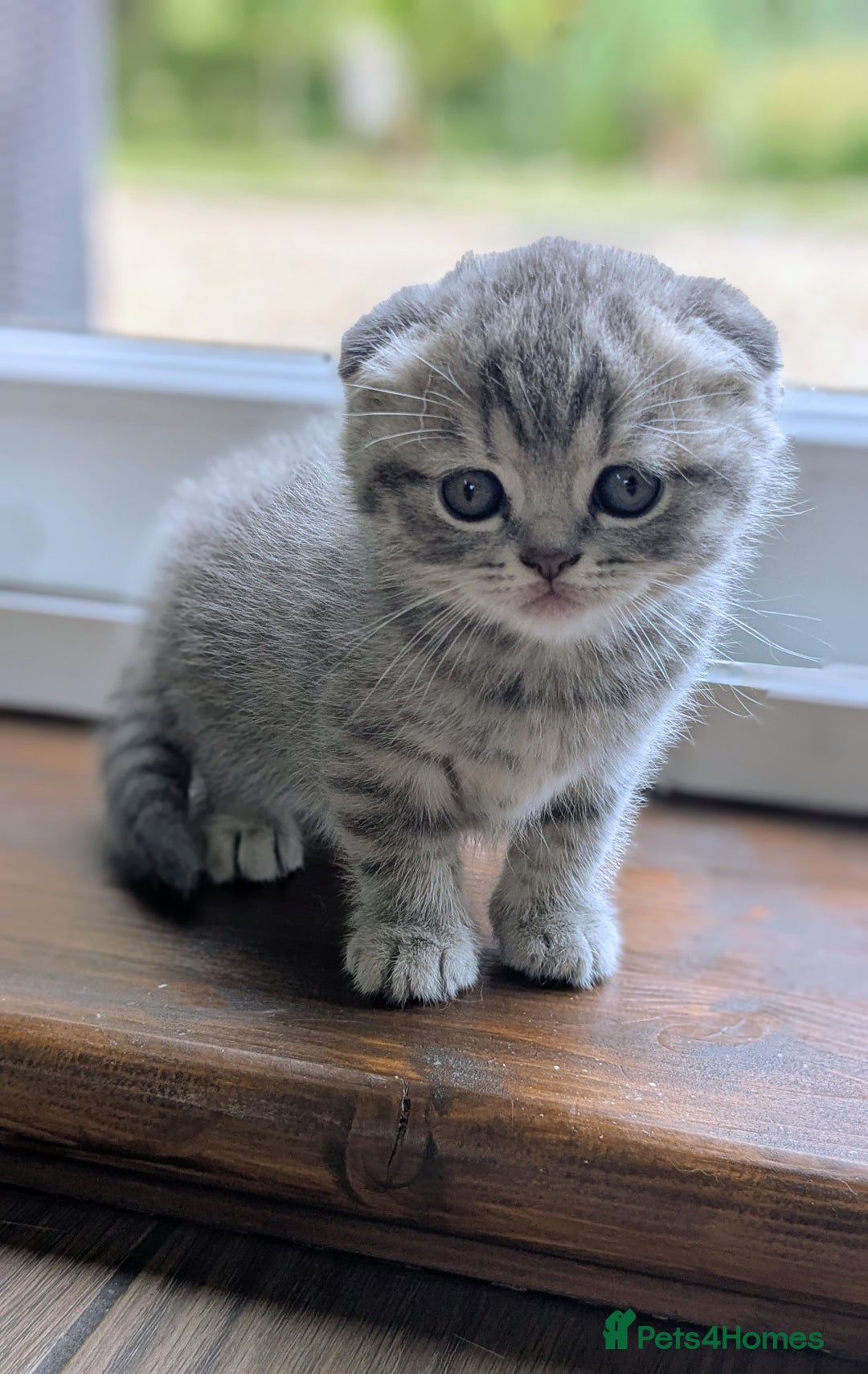 Scottish Fold cats for sale: TICA Reg. Pedigree Scottish Fold/Straight kittens  - Image 8