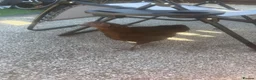 Mixed Breed poultry for sale: Chicken  - Advert 2