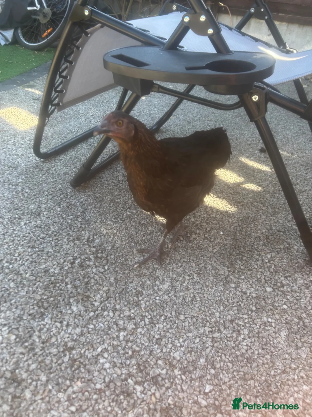 Mixed Breed poultry for sale: Chicken  - Advert 2