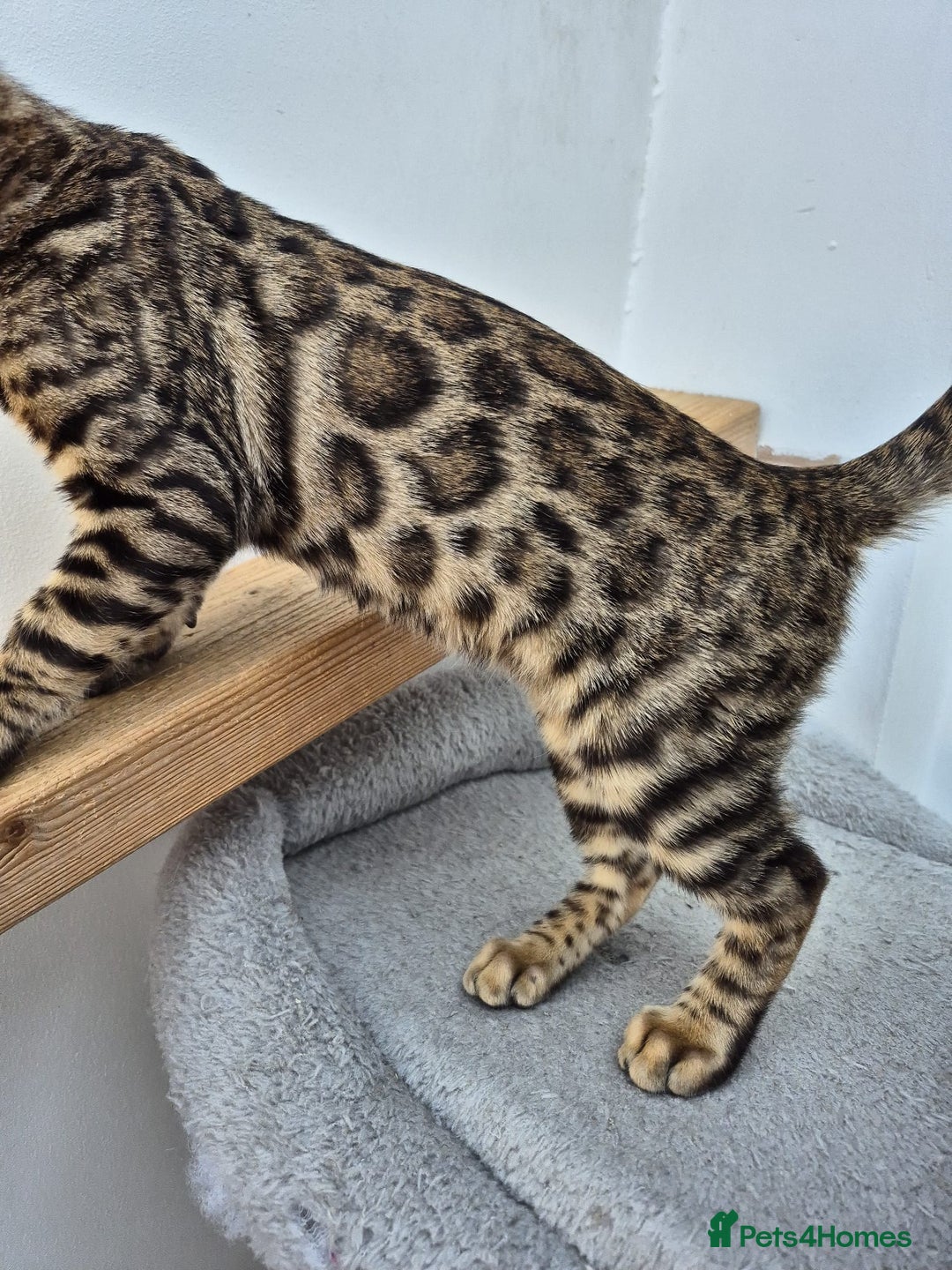 Bengal cats for sale: Bengal boy - Image 9
