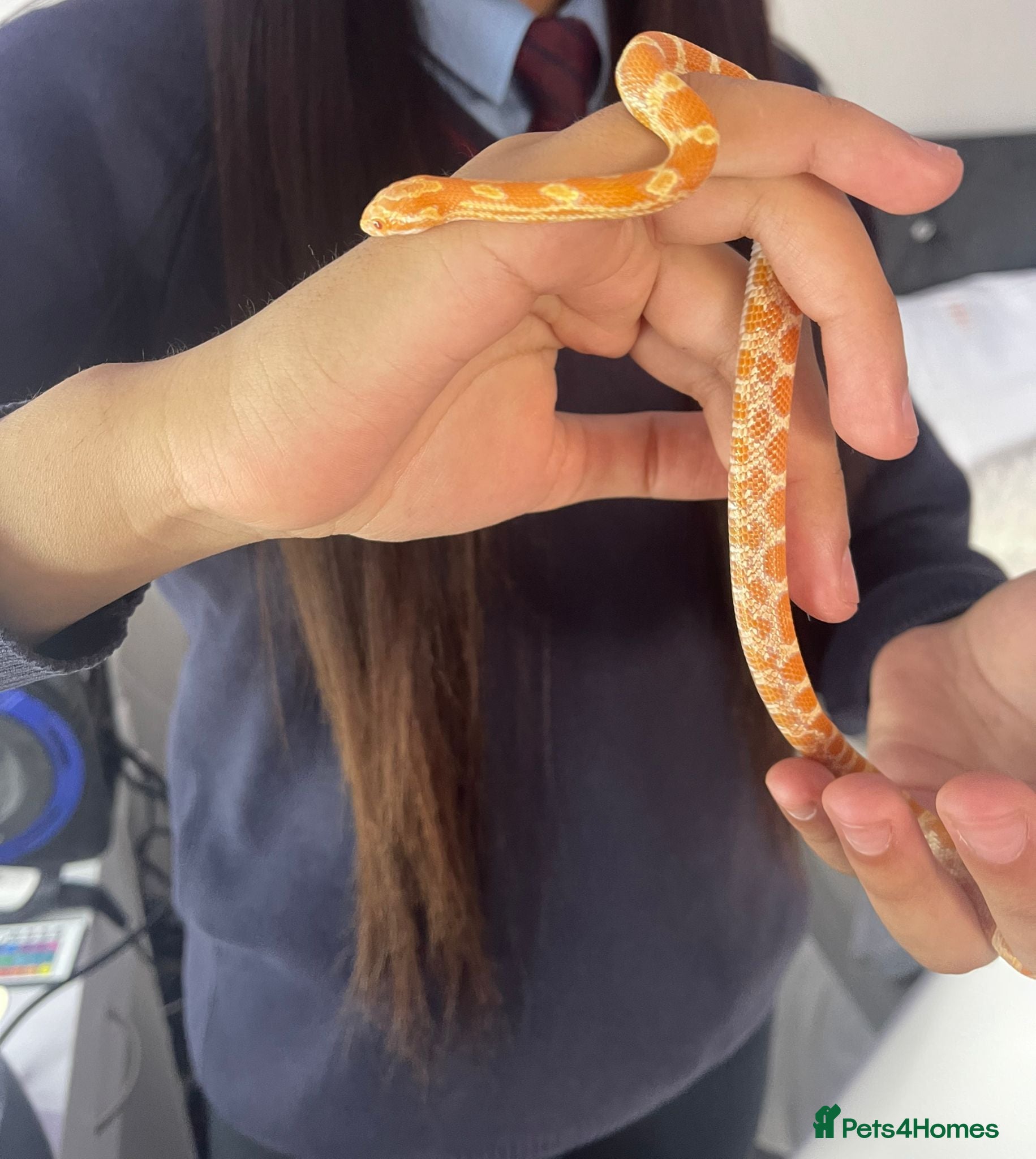 Corn Snake reptiles corn snake 6 months old with everything he needs - Advert 1
