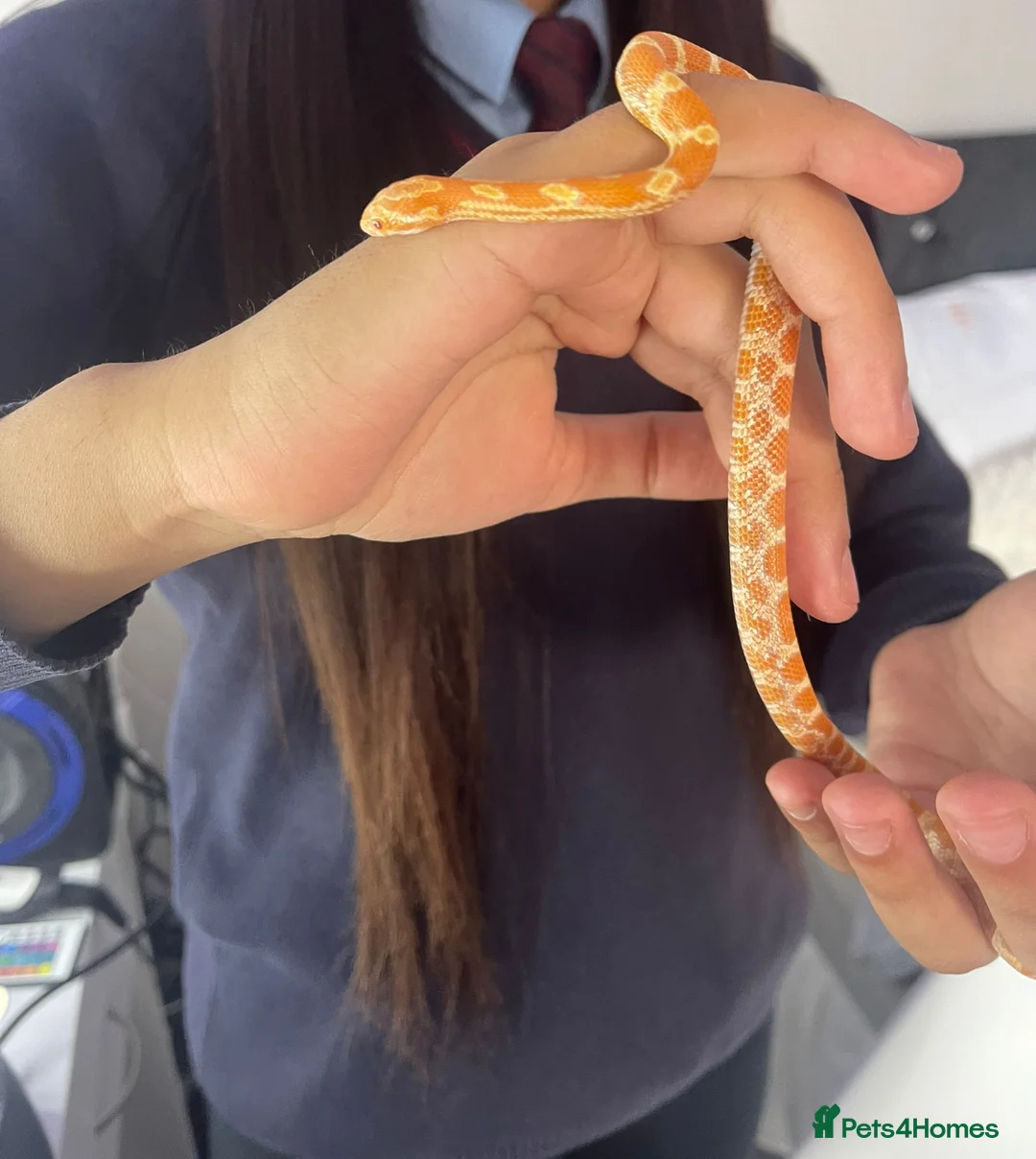 Corn Snake reptiles for sale: corn snake 6 months old with everything he needs - Advert 1