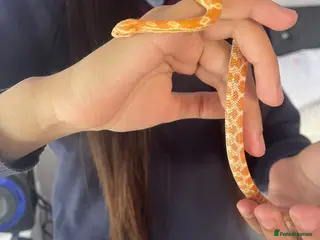 Corn Snake reptiles corn snake 6 months old with everything he needs - Advert 1