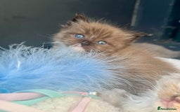 Ragdoll cats for sale: Tortie flame mink sepia cherubim tica females  - Image 12