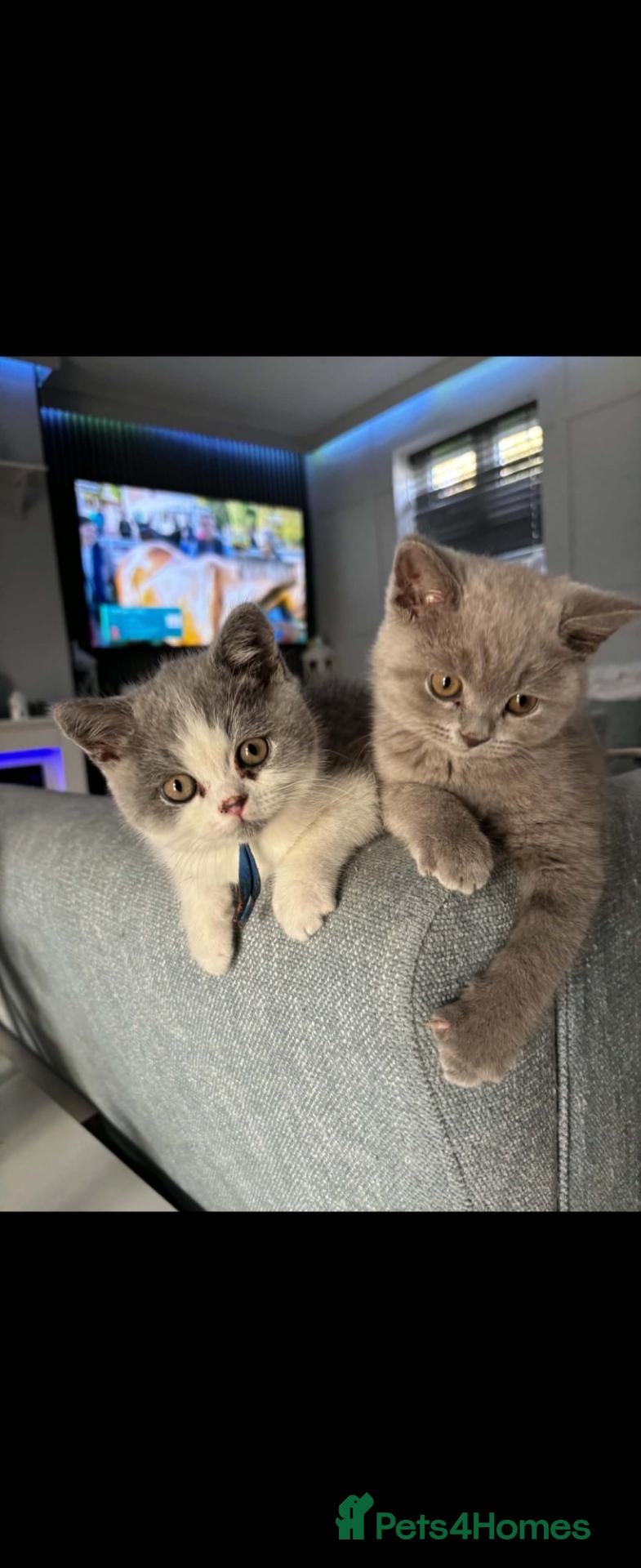 British Shorthair cats for sale: British shorthairs kittens  ready now - Advert 20