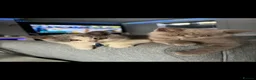 British Shorthair cats for sale: British shorthairs kittens  ready now - Advert 1