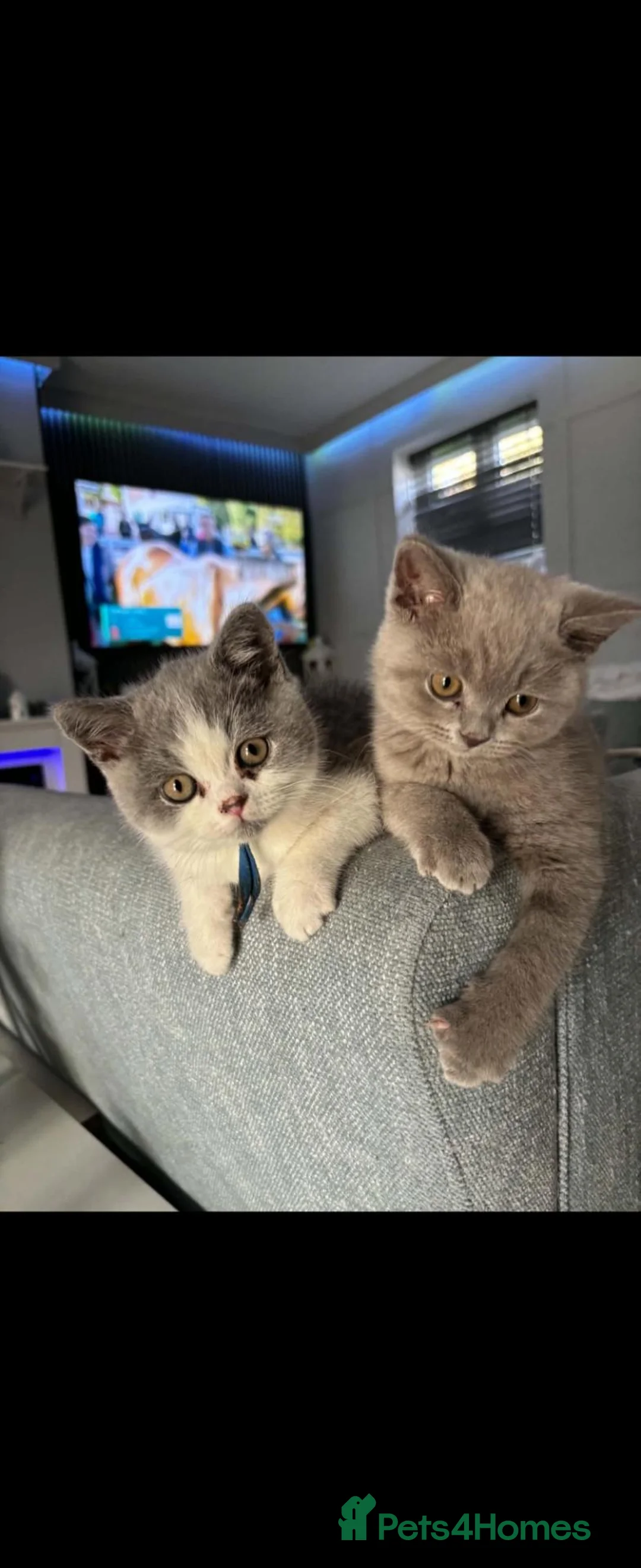 British Shorthair cats for sale: British shorthairs kittens  ready now - Advert 1