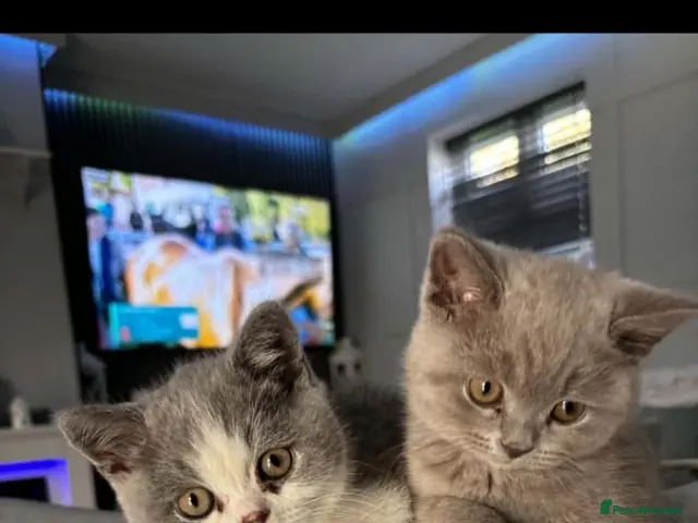 British Shorthair cats for sale: British shorthairs kittens ready now - Advert 2