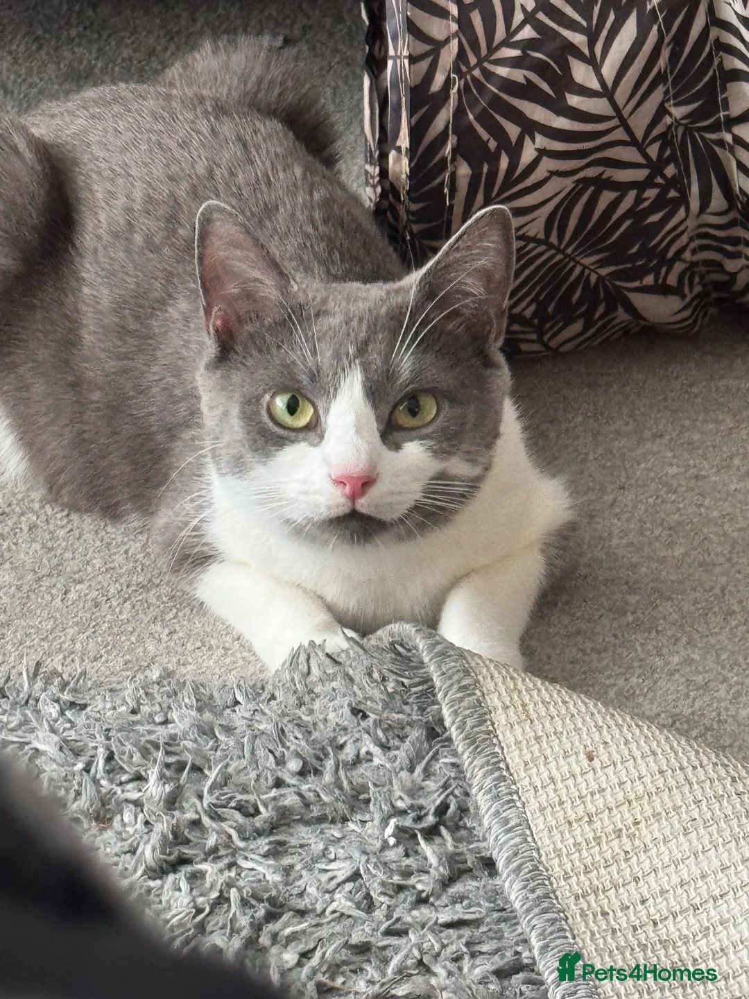 Mixed Breed cats for sale: Three black&white kittens in Bristol - Advert 1