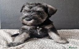 Miniature Schnauzer dogs for sale: Curious, playful and loving litter KC pups ❤️ - Image 1
