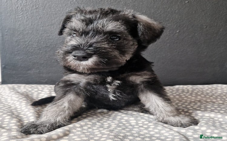 Miniature Schnauzer dogs - Advert 1