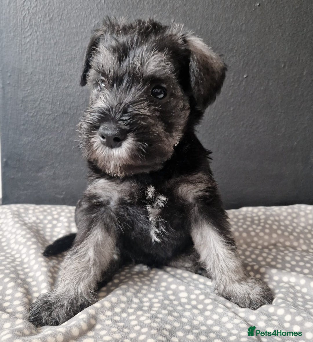 Miniature Schnauzer dogs for sale: Curious, playful and loving litter KC pups ❤️ - Image 1