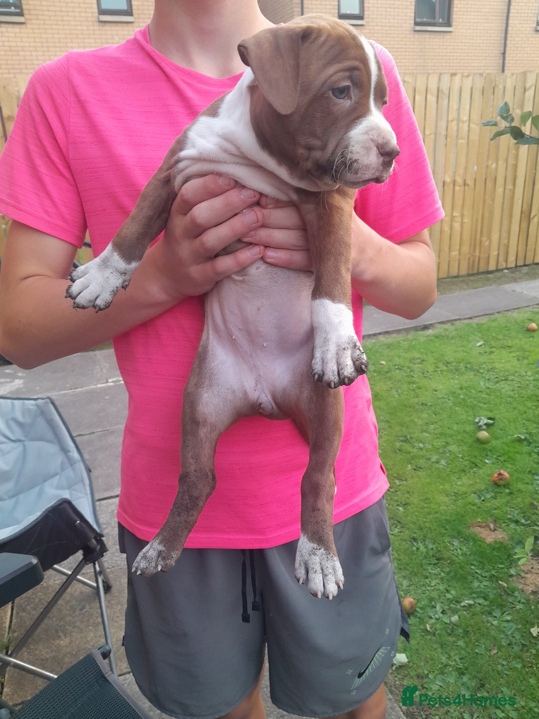 American Bull Staffy dogs for sale: Exceptional  - Image 9