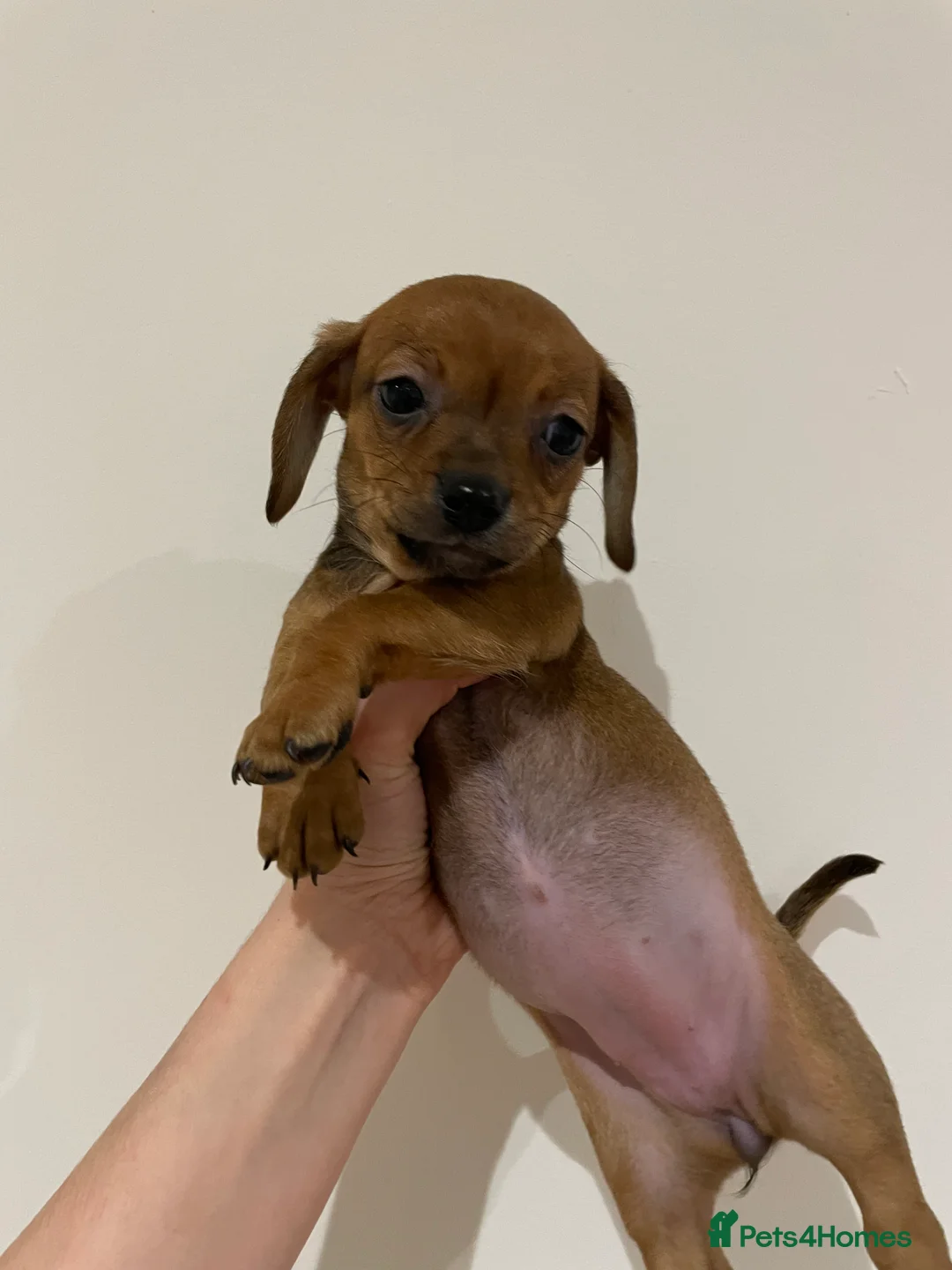 Chiweenie dogs for sale: Chiweenie puppies for sale - Advert 5