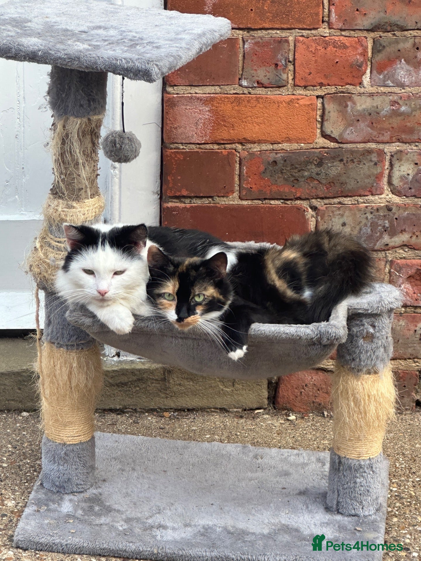 Mixed Breed cats Stunning kittens ready now - Advert 1