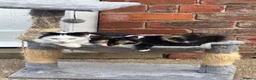 Mixed Breed cats for sale: Stunning kittens ready now - Advert 1