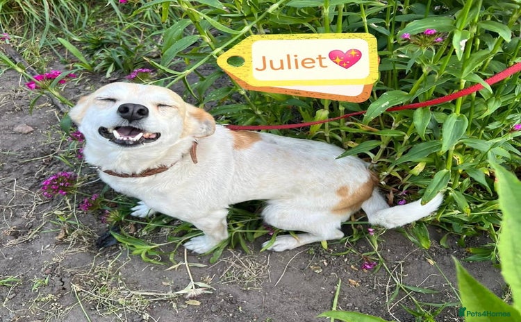 Mixed Breed dogs - Advert 4
