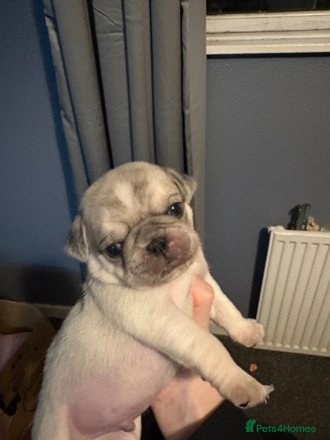Pug dogs for sale: Pug pups for sale - Advert 4
