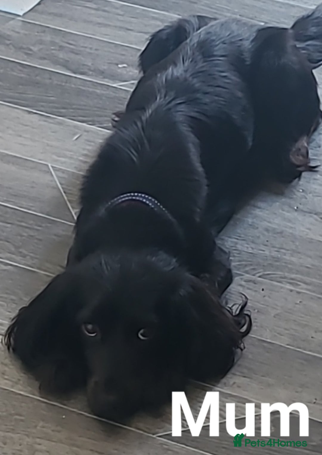 Cocker Spaniel dogs for sale: Working cocker spaniels READY NOW - Image 9