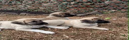 Turkish Kangal dogs for sale: TURKISH KANGAL PUPPIES! - Advert 3