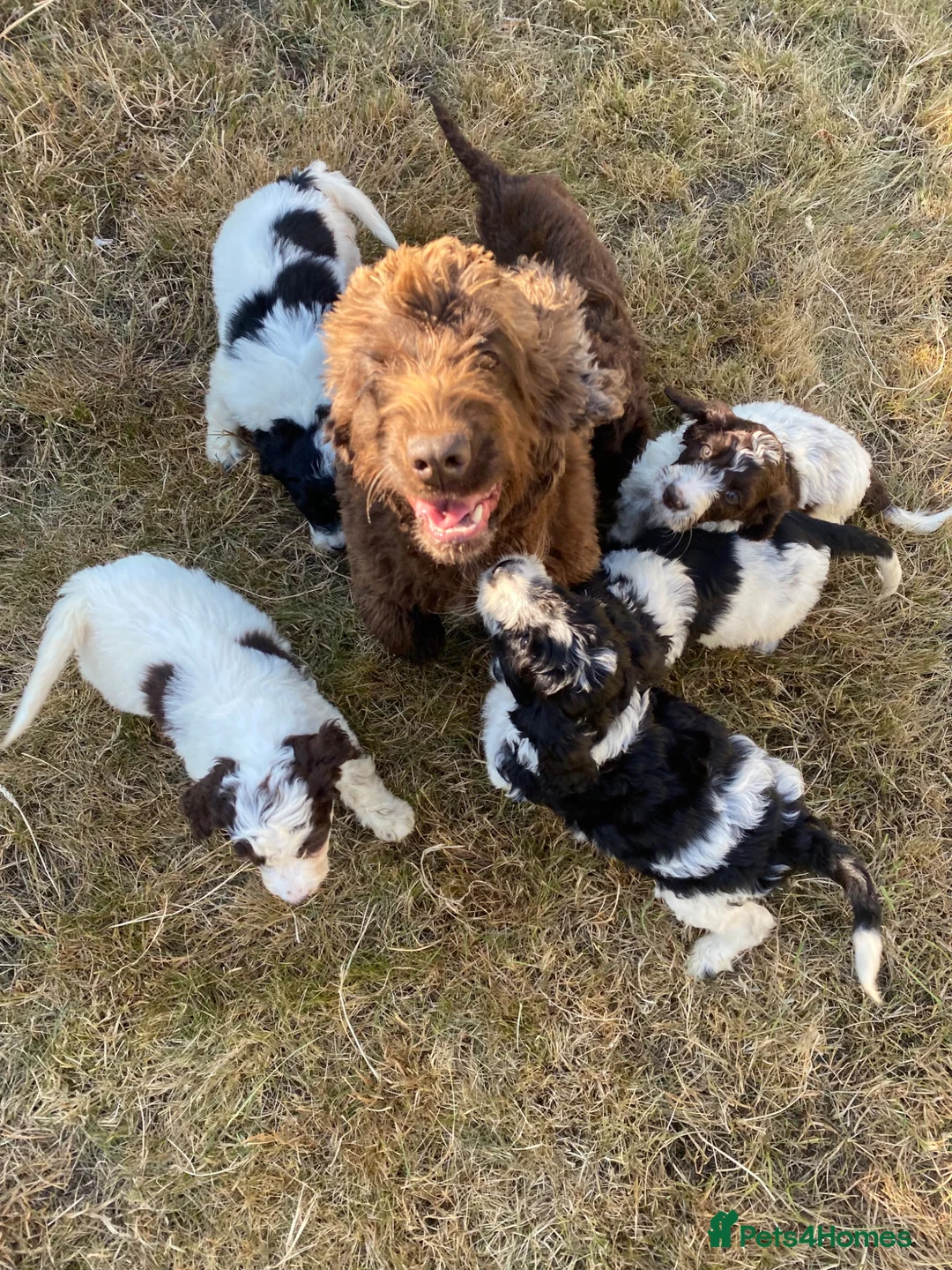 Cockapoo dogs for sale: 6 adorable super friendly cockapoo puppies in Honiton - Advert 1