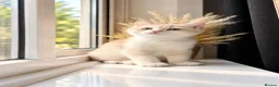 British Shorthair cats for sale: Rare Gorgeous GCCF Lilac & Chocolate Golden Kitten - Advert 3