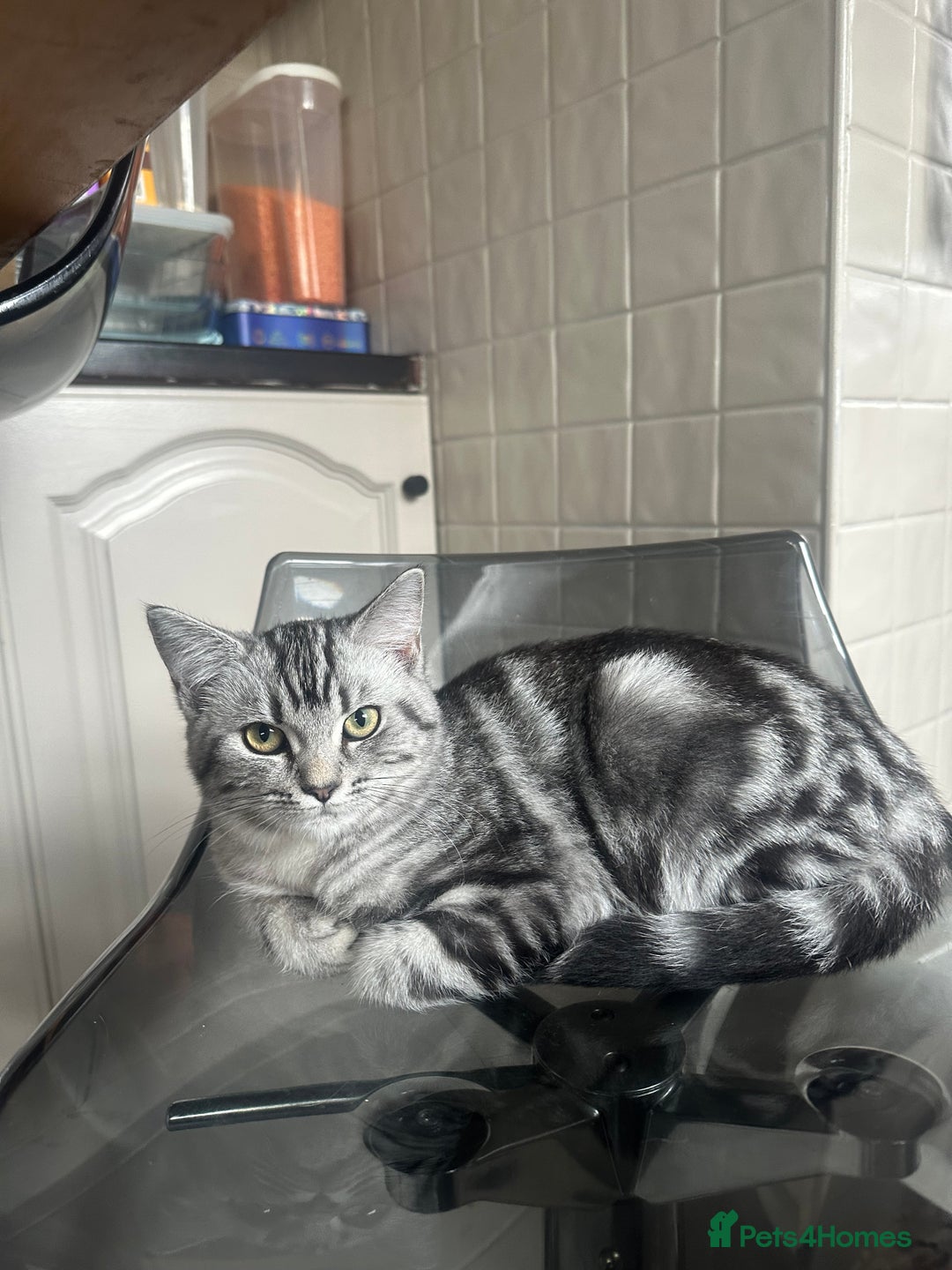 British Shorthair cats for sale: Gorgeous friendly british short hair girl - Image 1