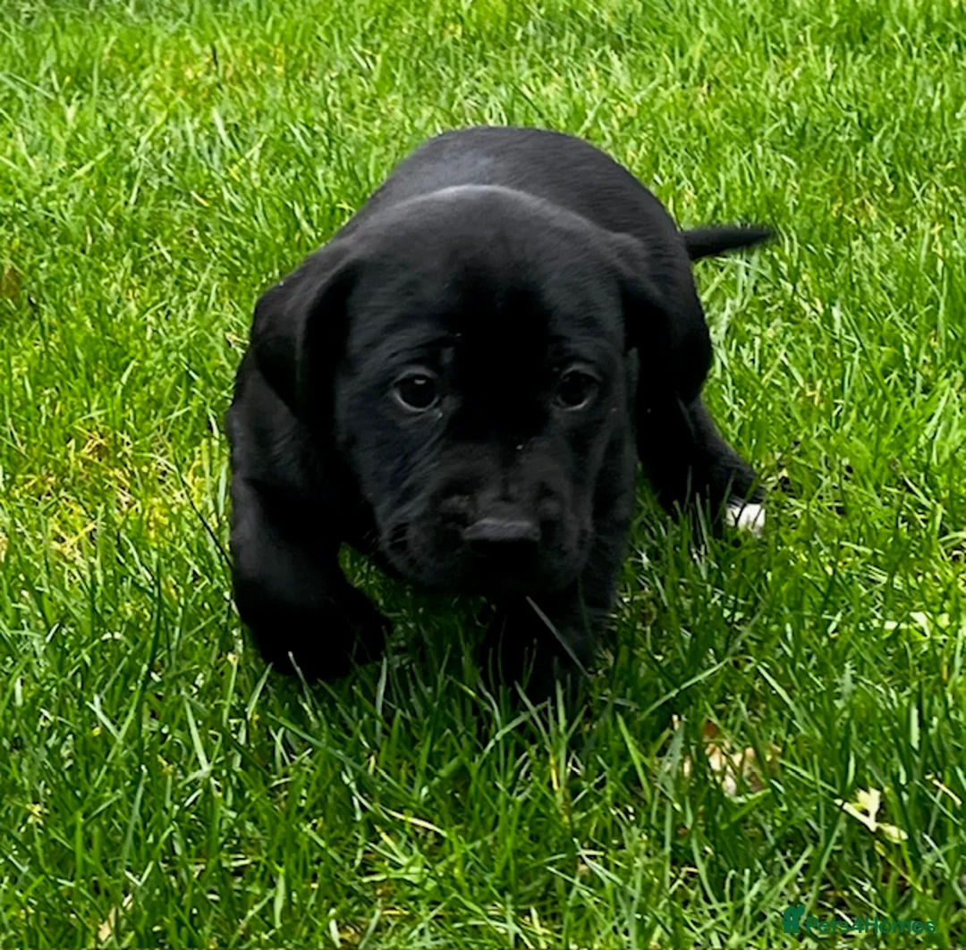 Cockerdor dogs for sale: Cockerdor Puppies - Family raised - Advert 18