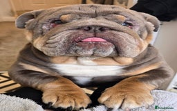 English Bulldog dogs for sale: English Bulldog - Image 5