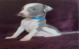 Whippet dogs for sale: All found homes-Beautiful Blue and White Parti BOY - Image 3
