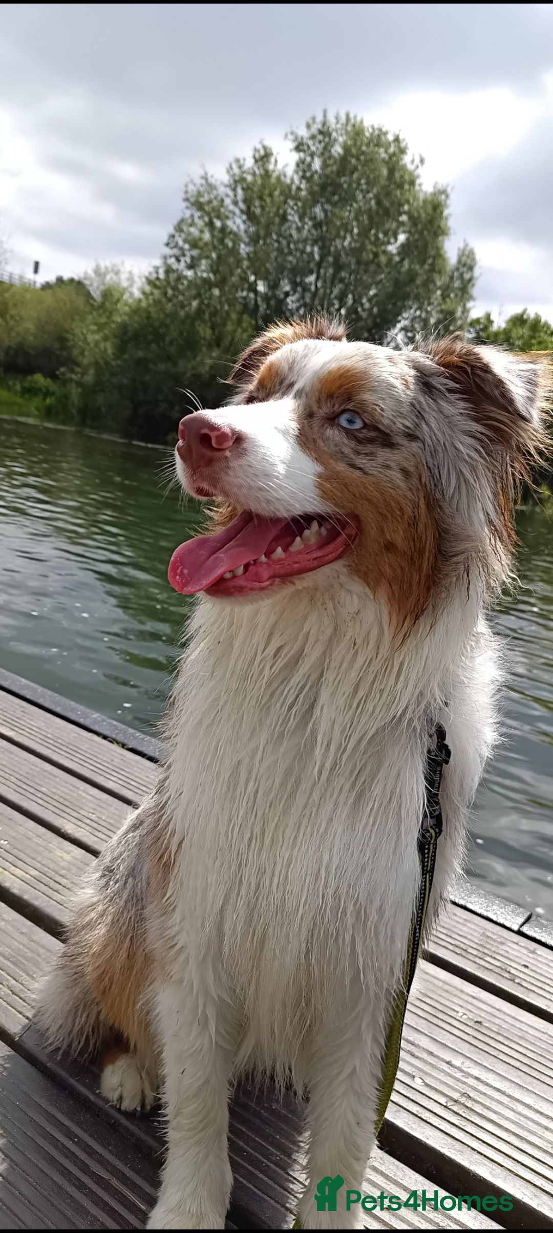 Australian Shepherd dogs for stud: Australian shepherd for stud - Advert 2