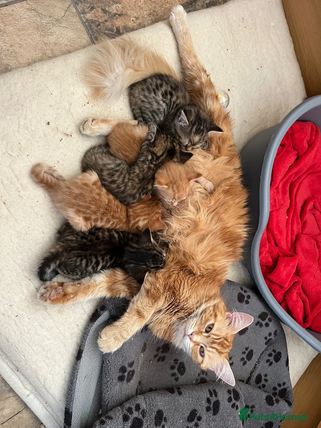Mixed Breed cats for sale: 5 x Ginger and Tabby girls and boys - Advert 2