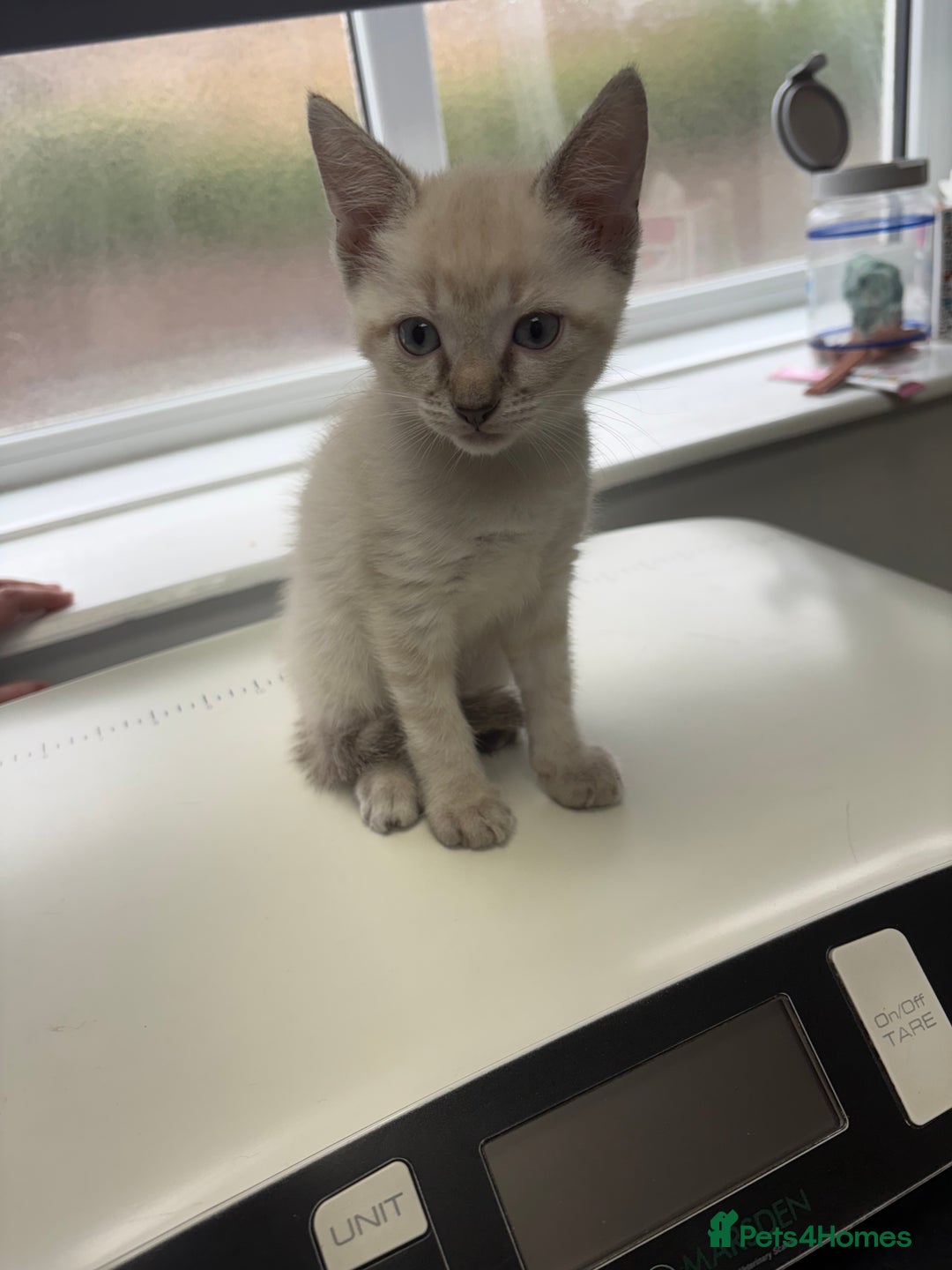 Ragdoll cats for sale: 3 Rag Cross Kittens - Image 11