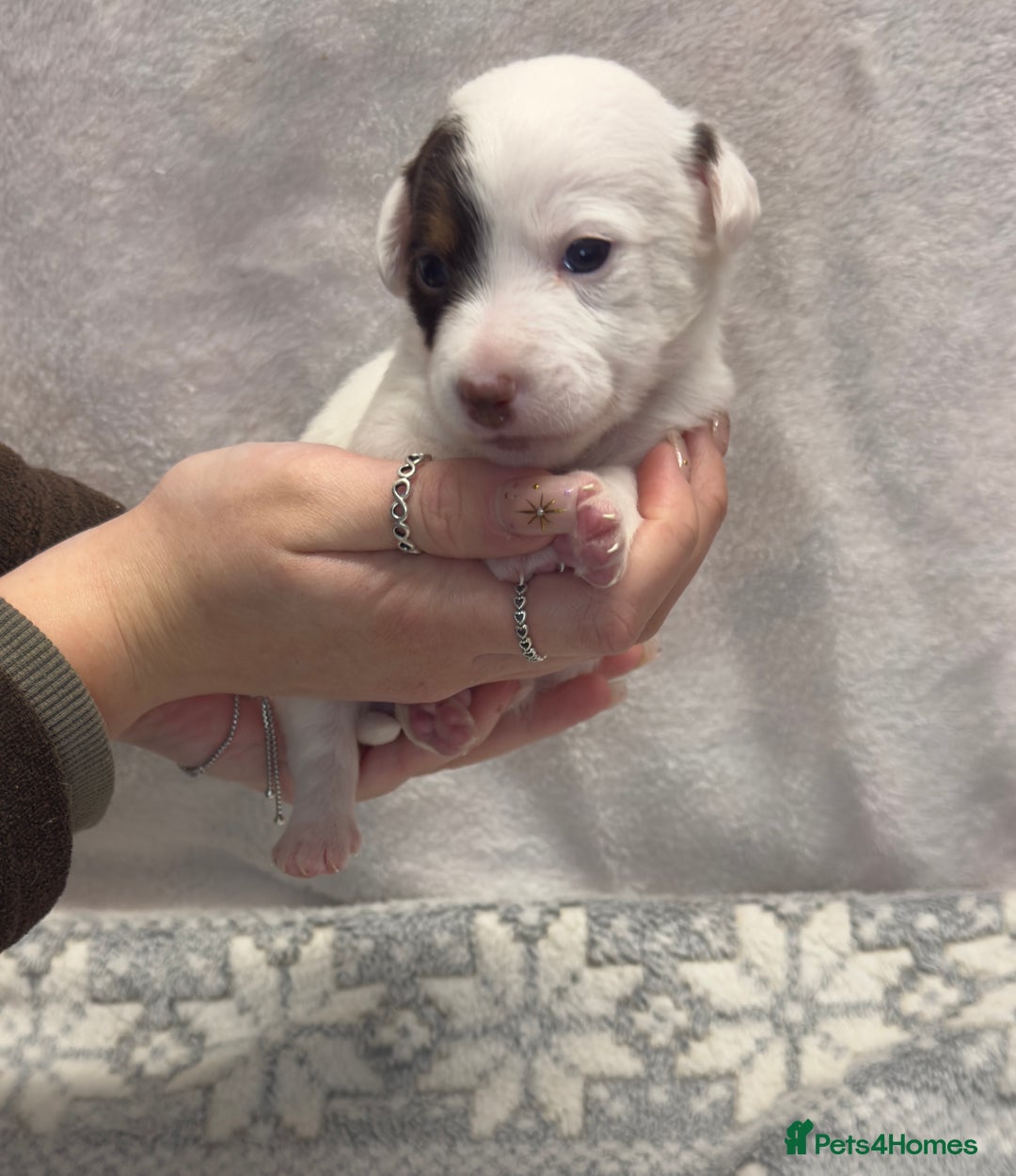 Jack Russell dogs for sale: Bred From Health Tested Parents - Advert 15