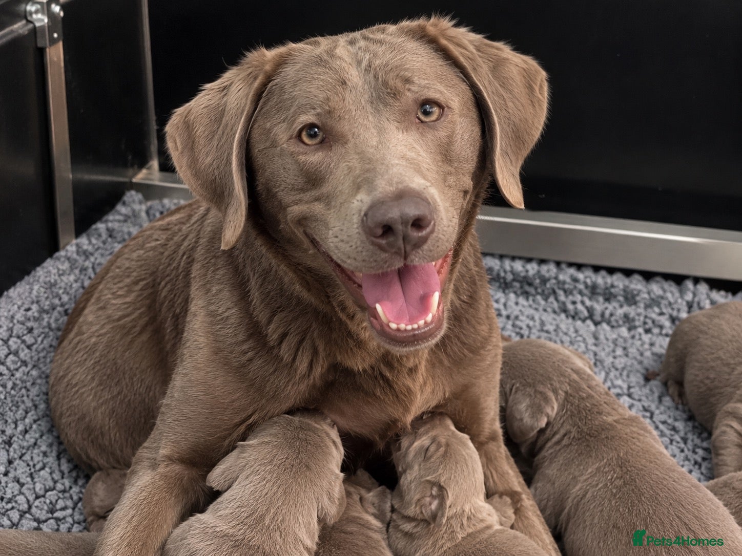 Labrador Retriever dogs for sale: 5 ⭐️ Licensed- Silver & Charcoal KC reg Labradors  - Advert 1