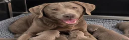 Labrador Retriever dogs for sale: 5 ⭐️ Licensed- Silver & Charcoal KC reg Labradors  - Advert 1