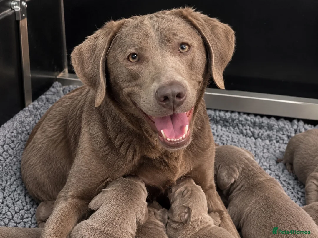 Labrador Retriever dogs for sale: 5 ⭐️ Licensed- Silver & Charcoal KC reg Labradors  - Advert 1
