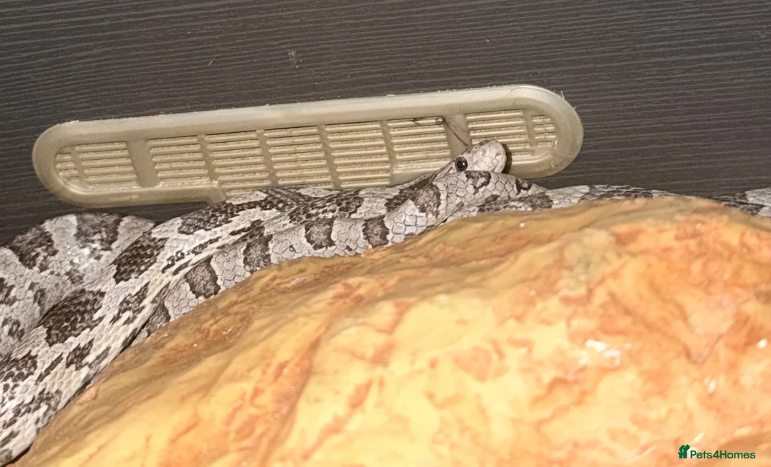 Corn Snake reptiles for sale: Blue het scalesless cornsnake  - Advert 2