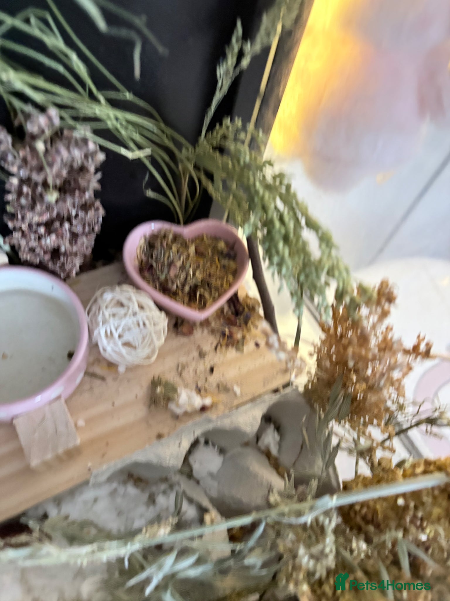 Hamster rodents for sale: Syrian hamster cage and all accessories included  - Advert 10