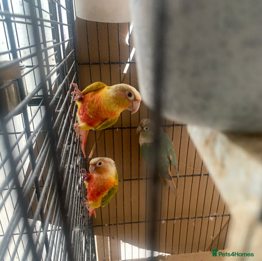 Conures birds for sale: Pineapple conure needs rehome. - Image 3