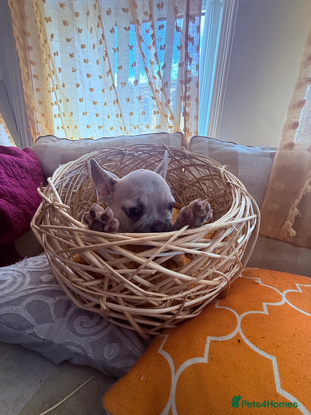French Bulldog dogs for sale: Beautiful litter of French bulldog puppies  - Image 15